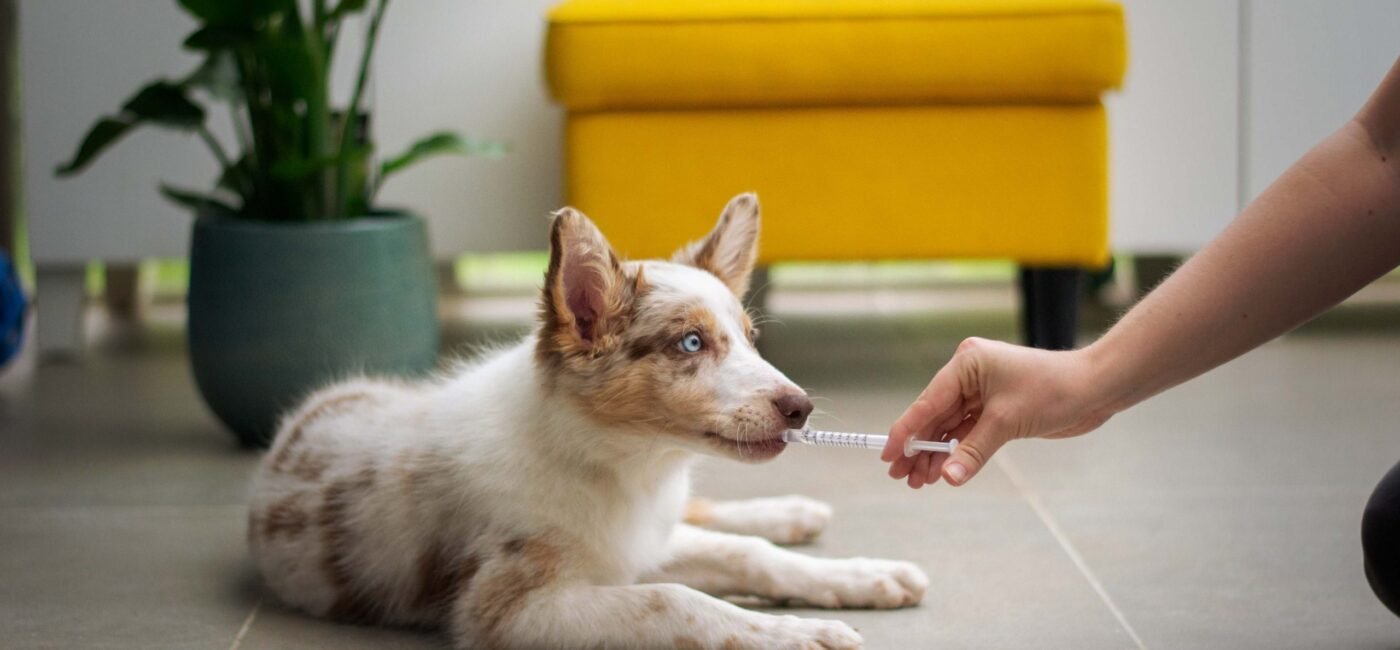 Disaster Preparedness for Pets
