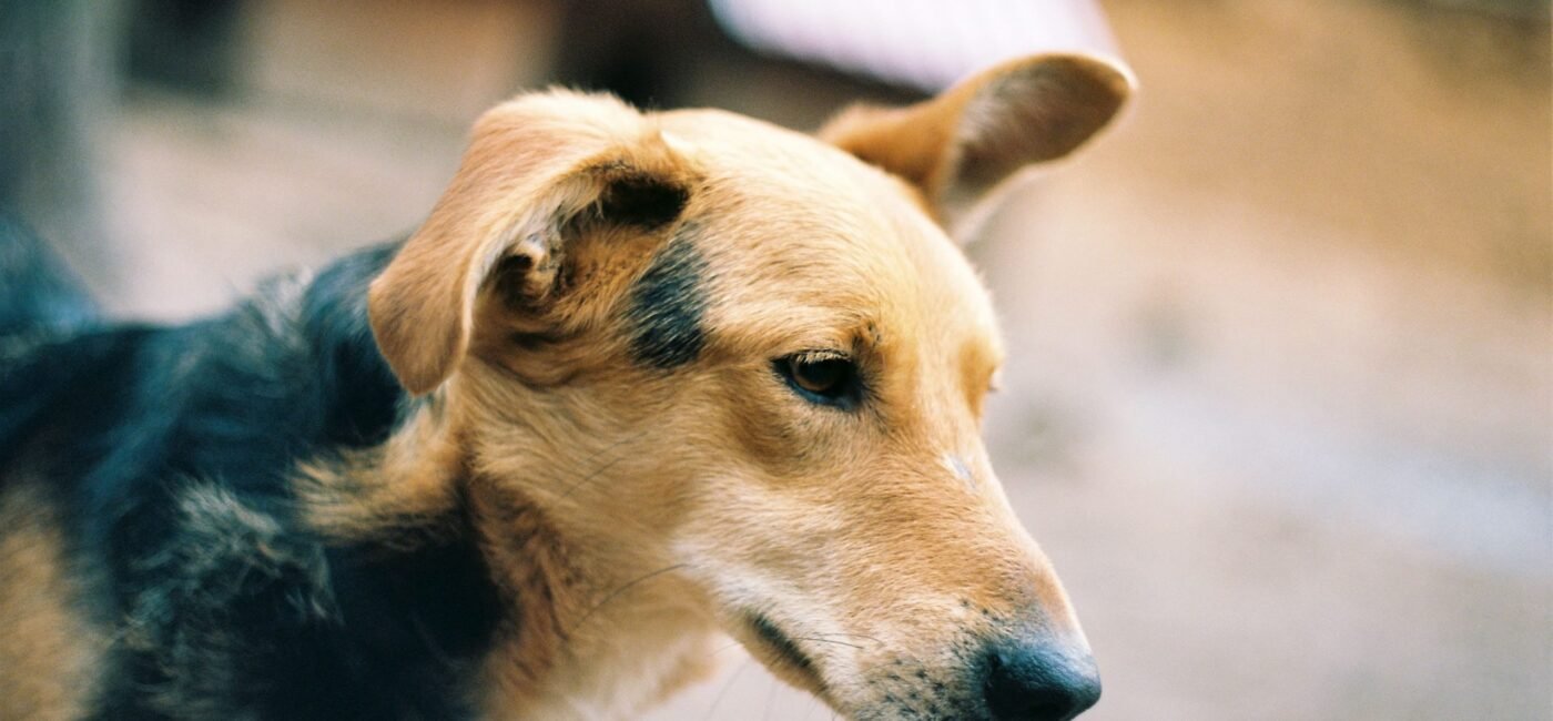 Megaesophagus in Dogs