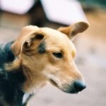 Megaesophagus in Dogs