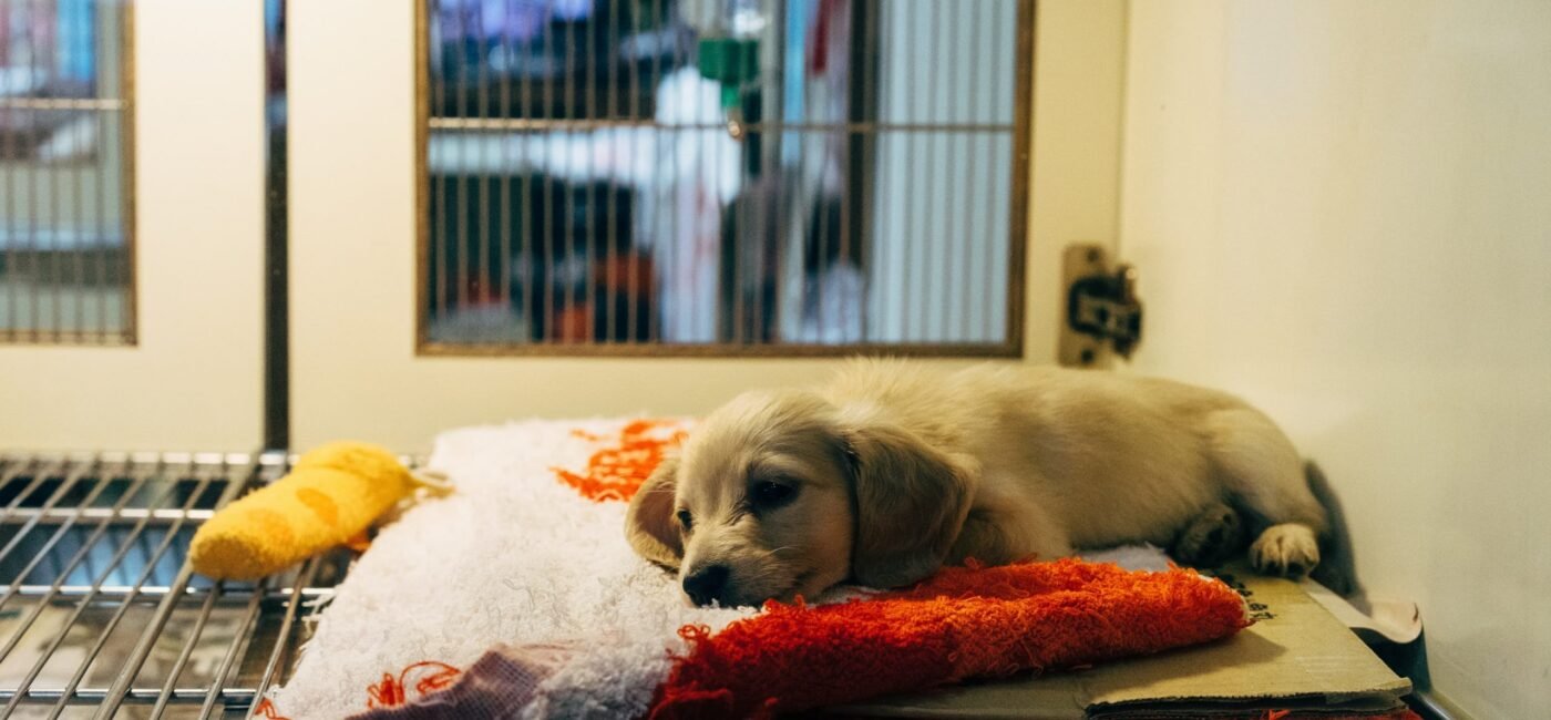 Preparing for Your Pet’s Surgery