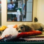 Preparing for Your Pet’s Surgery