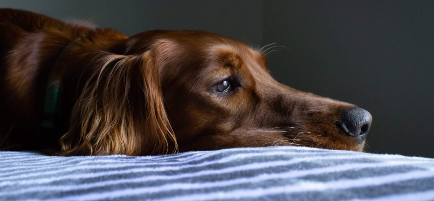 Dog Wound Care Guide