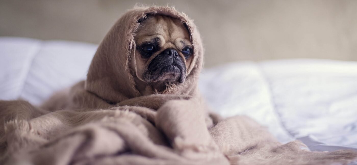 Clinical Studies for Pets