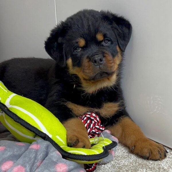 Purebred Rottweiler