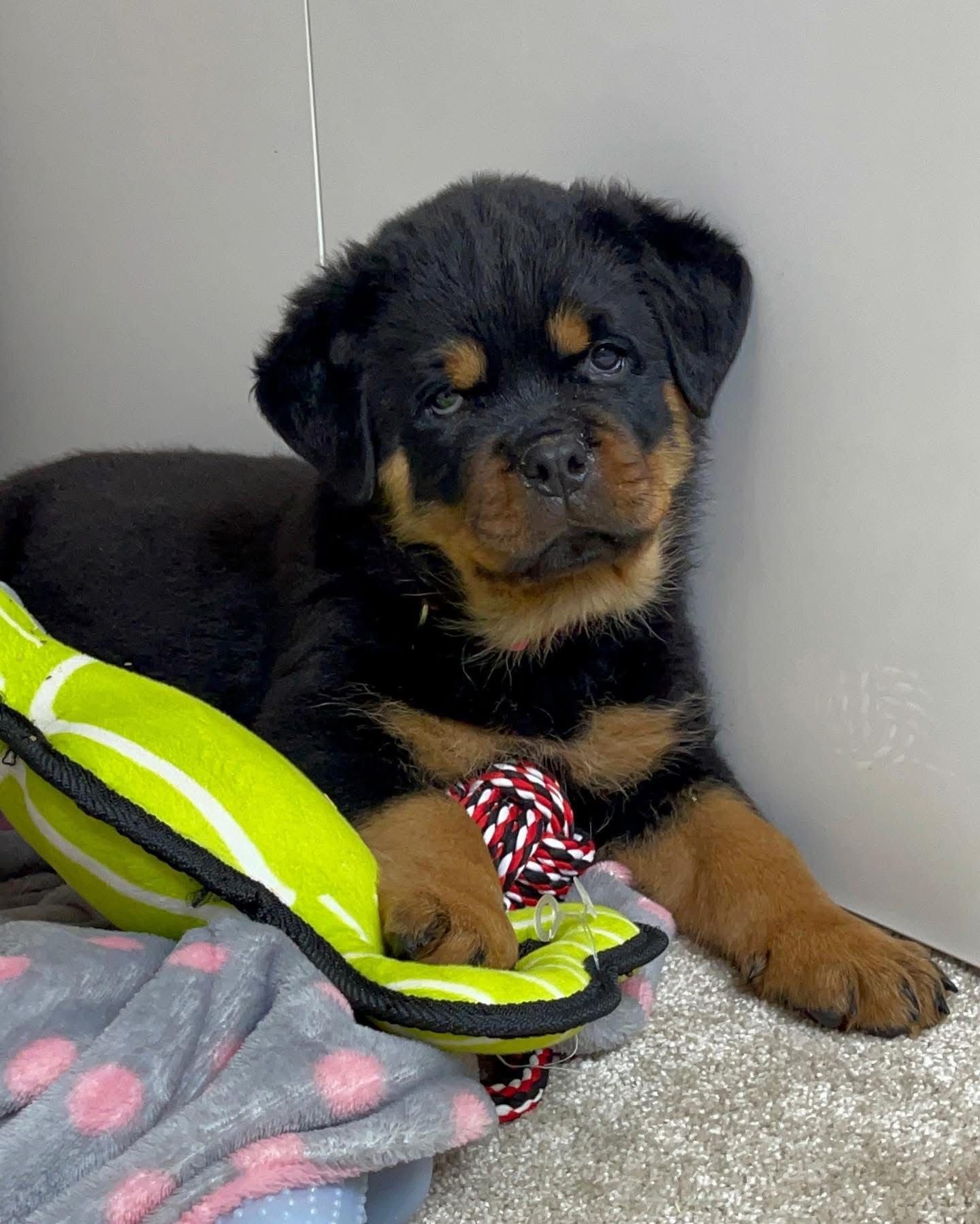 Purebred Rottweiler