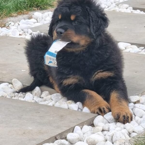 Purebred Rottweiler