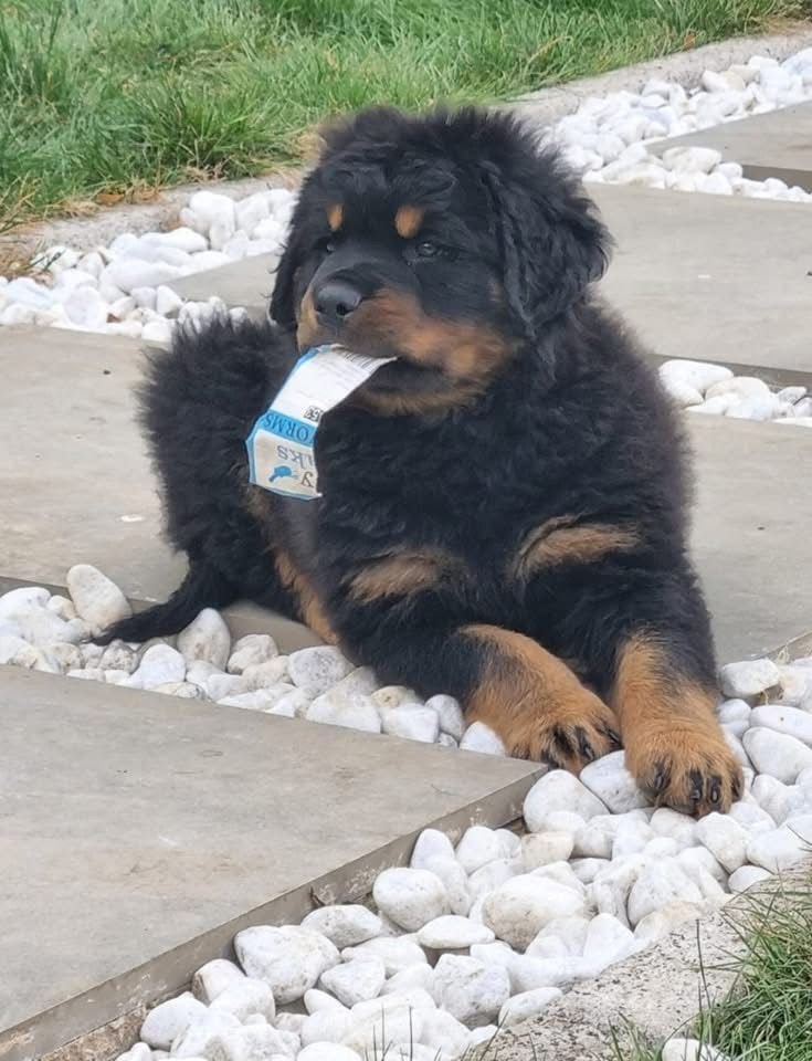 Purebred Rottweiler