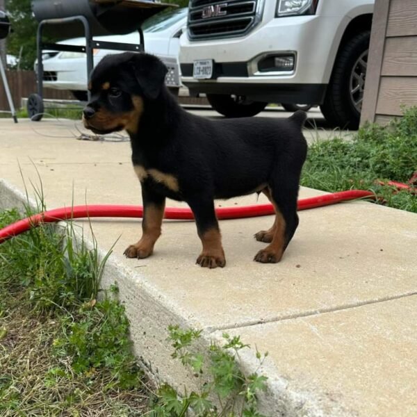 Purebred Rottweiler