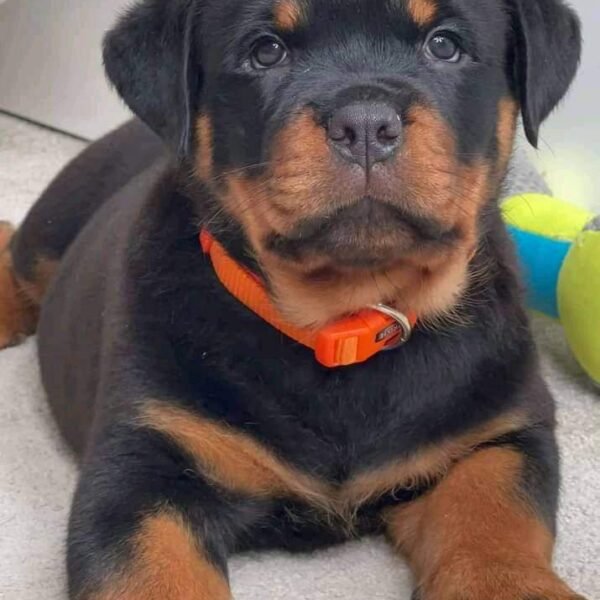 German Purebred Rottweiler