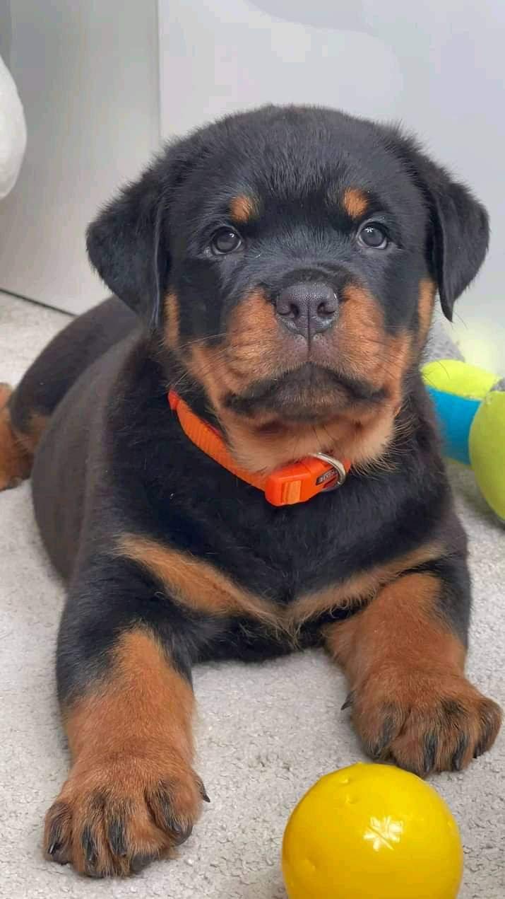 German Purebred Rottweiler