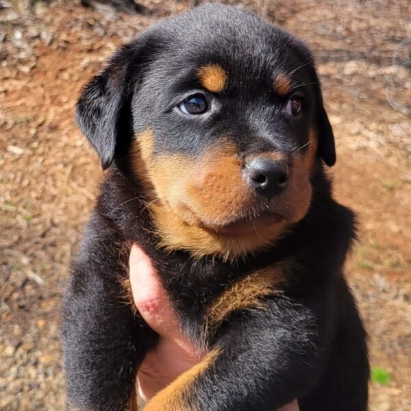 Purebred Rottweiler