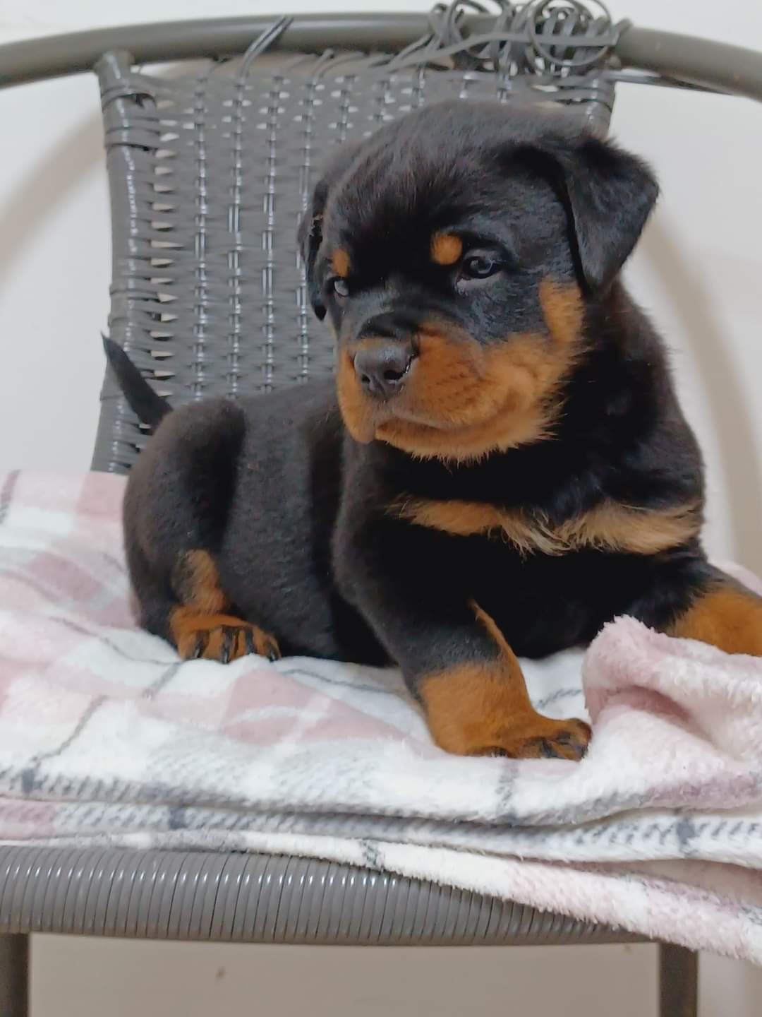 Rottweiler