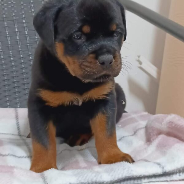 Rottie