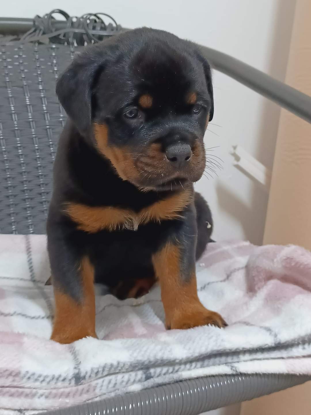 Rottie