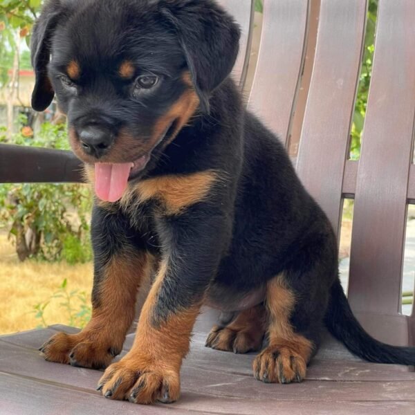 Purebred Rottweiler