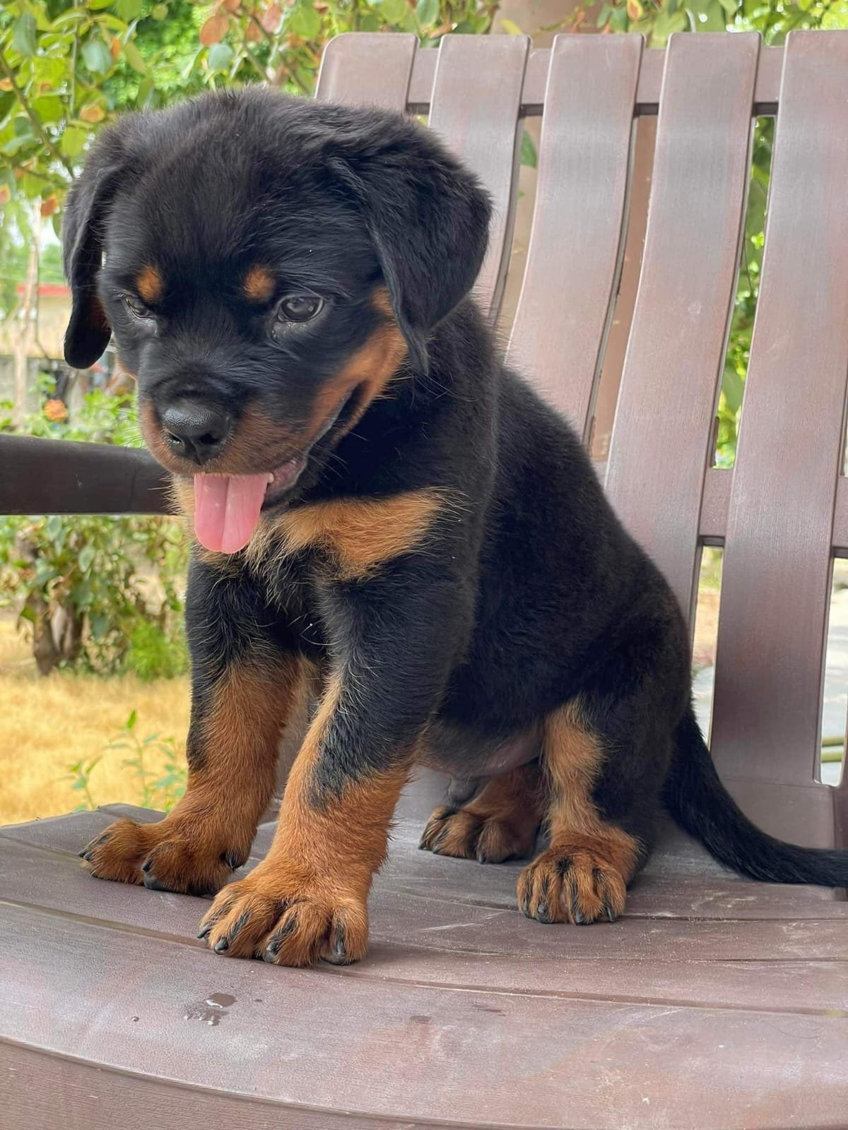 Purebred Rottweiler