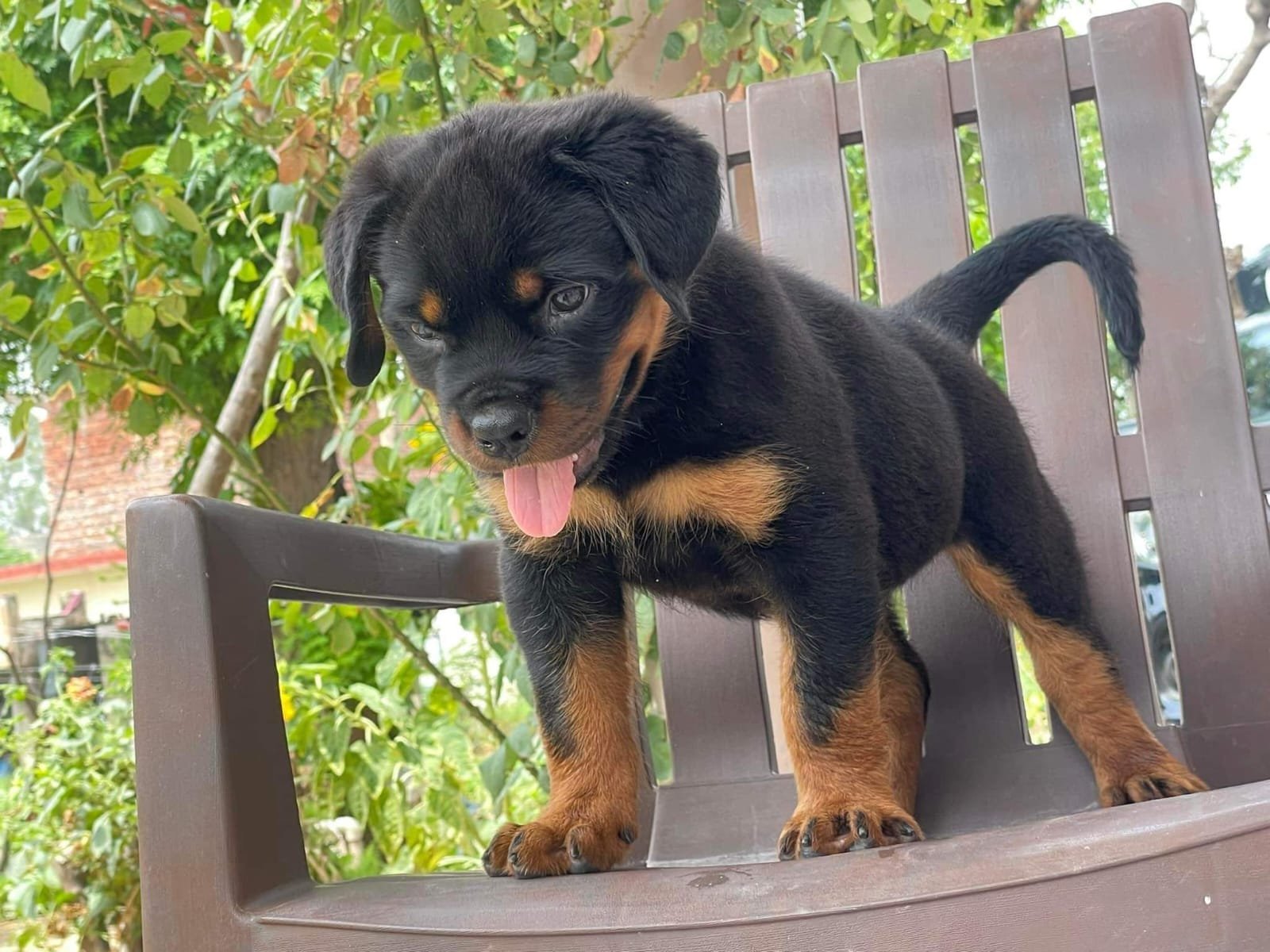 Purebred Rottweiler