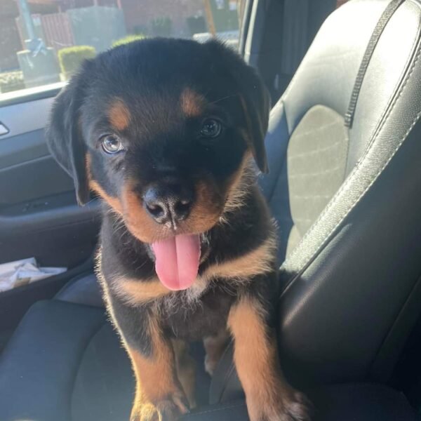Purebred Rottweiler