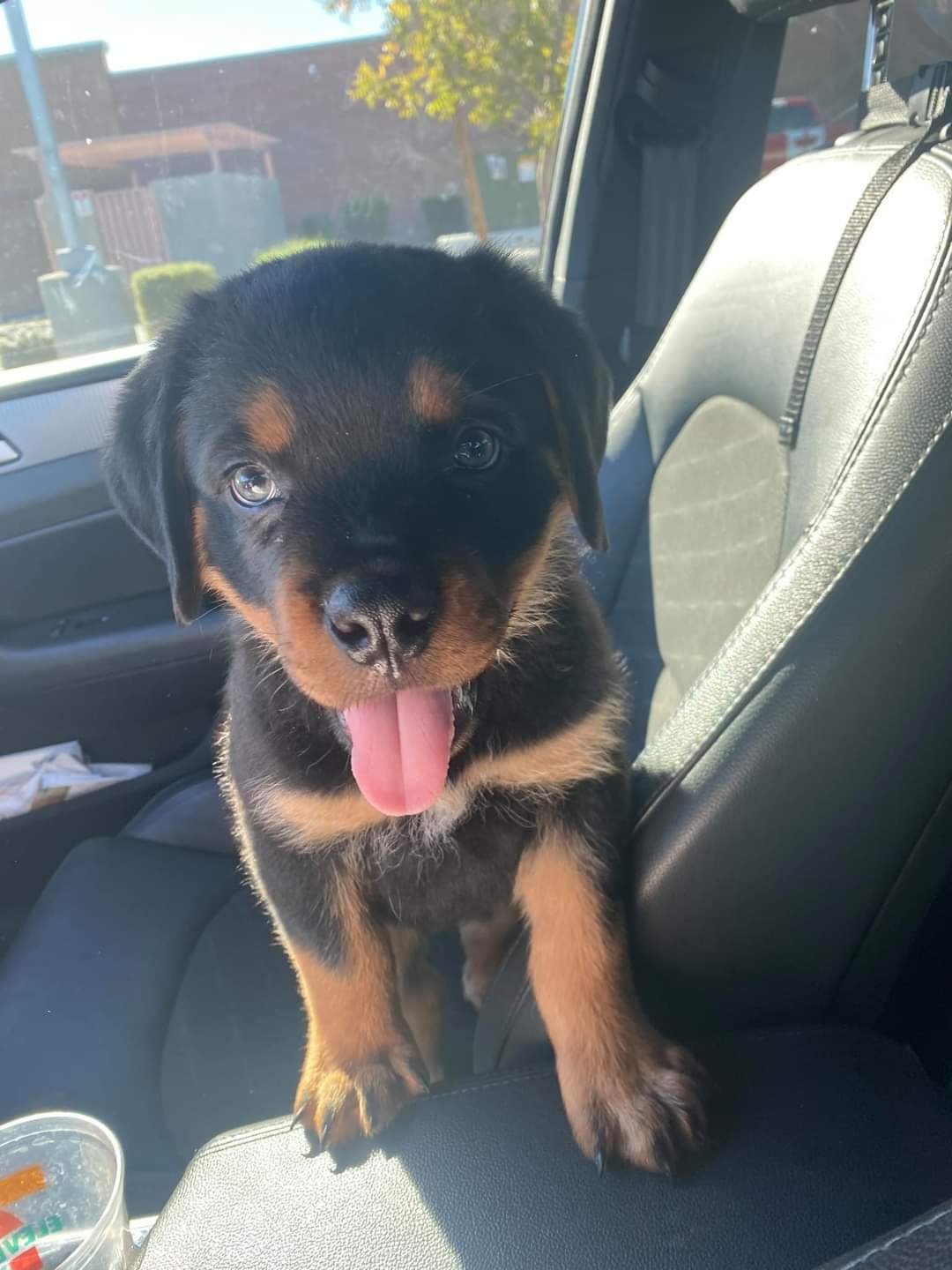 Purebred Rottweiler