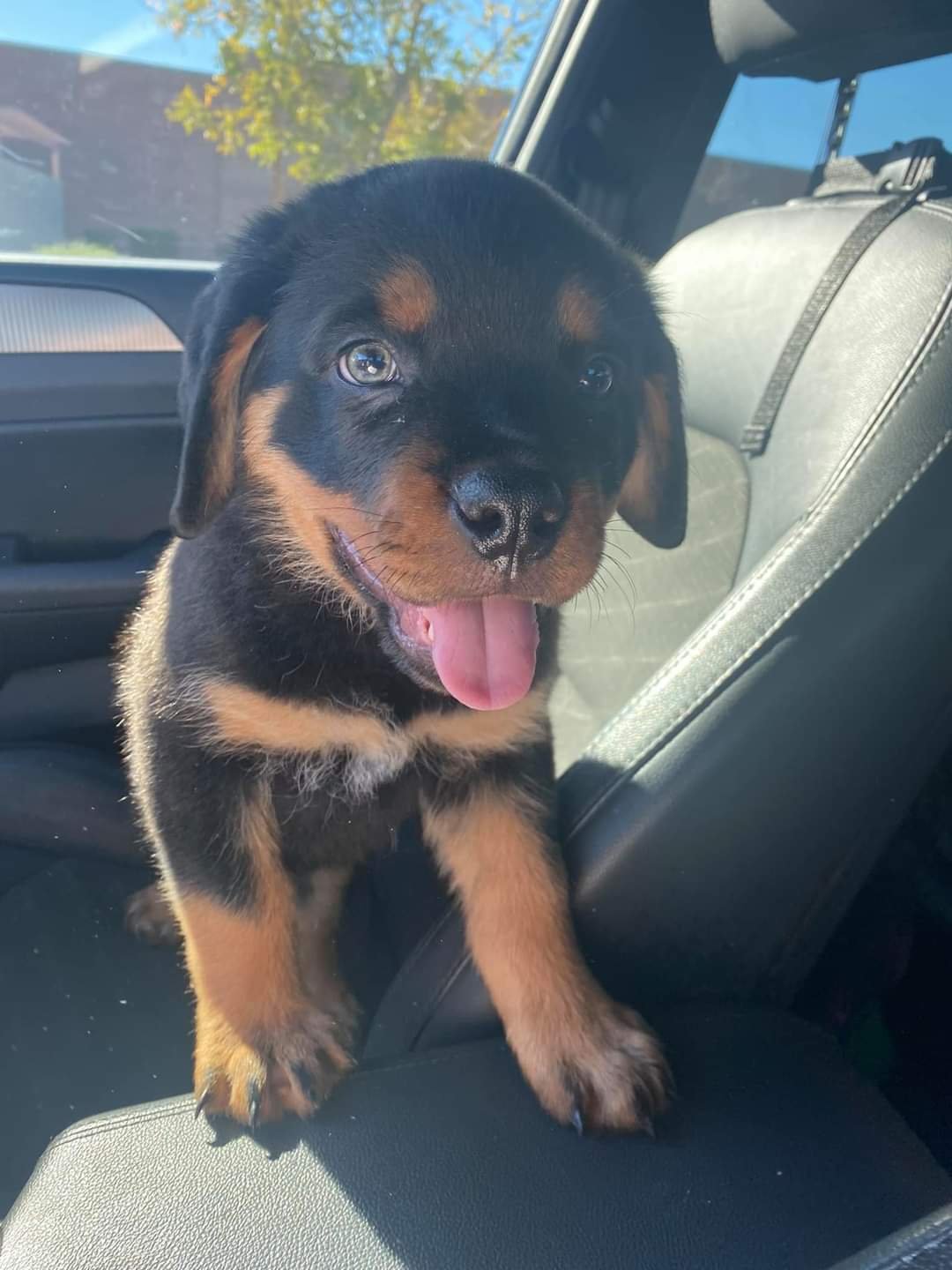 Purebred Rottweiler
