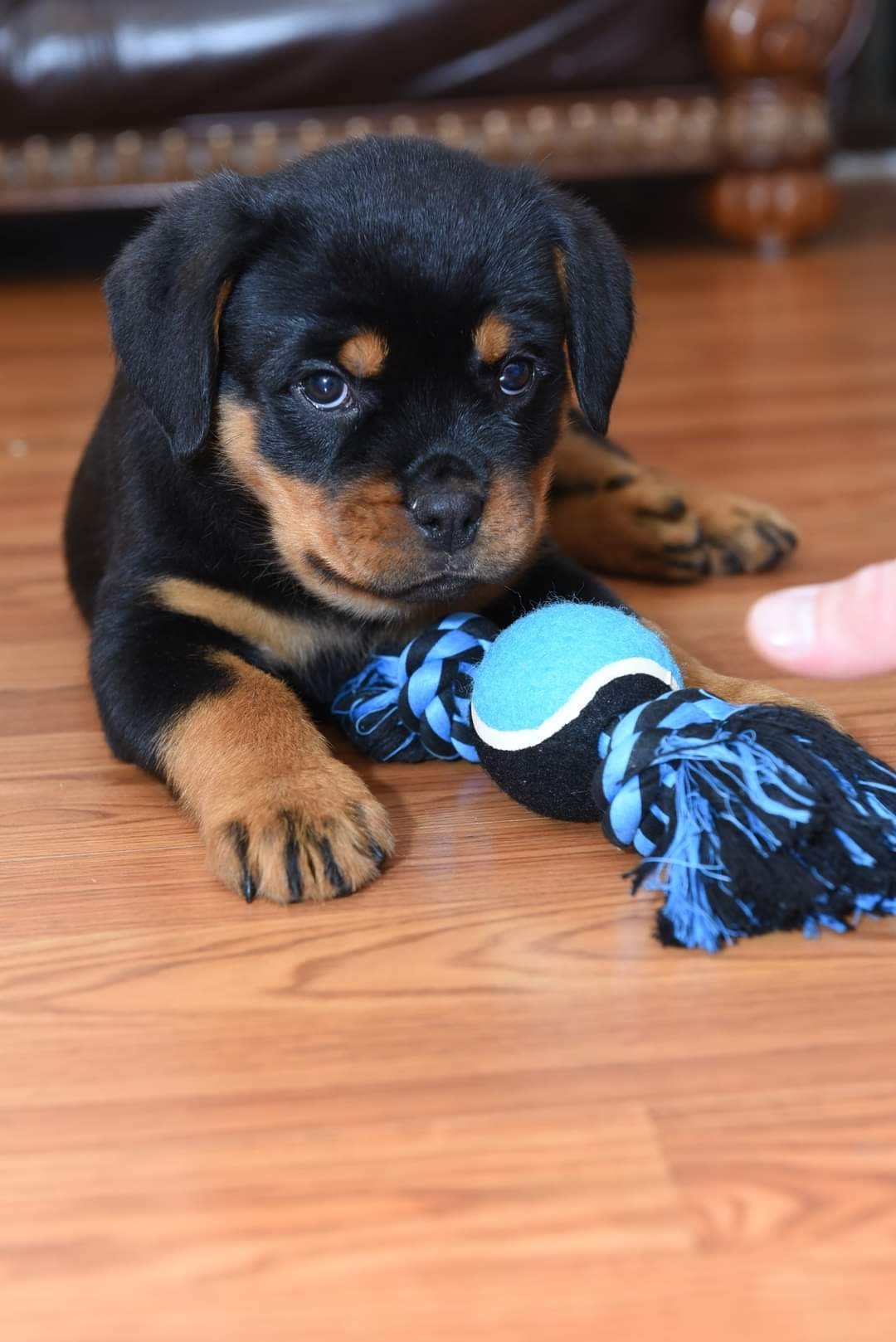 Hazel