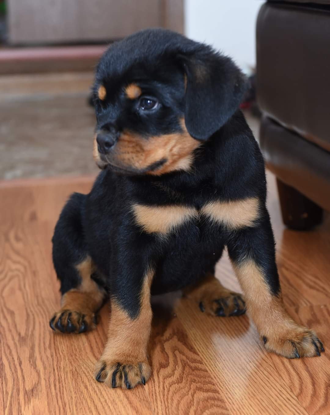 German Purebred Rottweiler