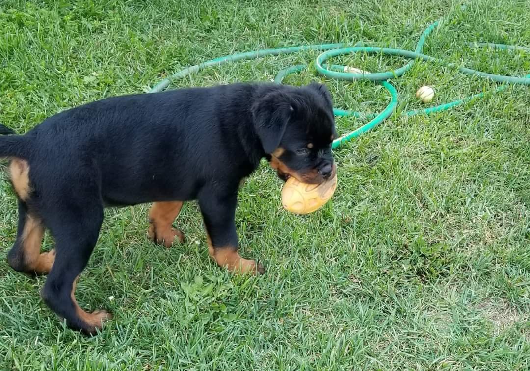 German Purebred Rottweiler