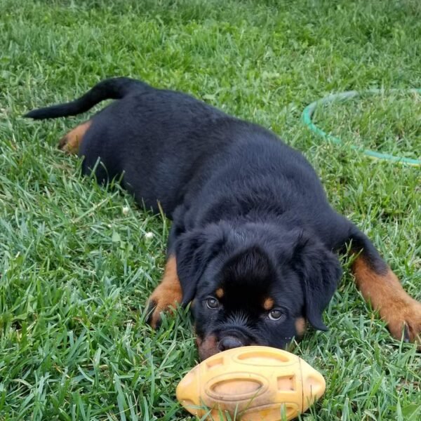 German Purebred Rottweiler