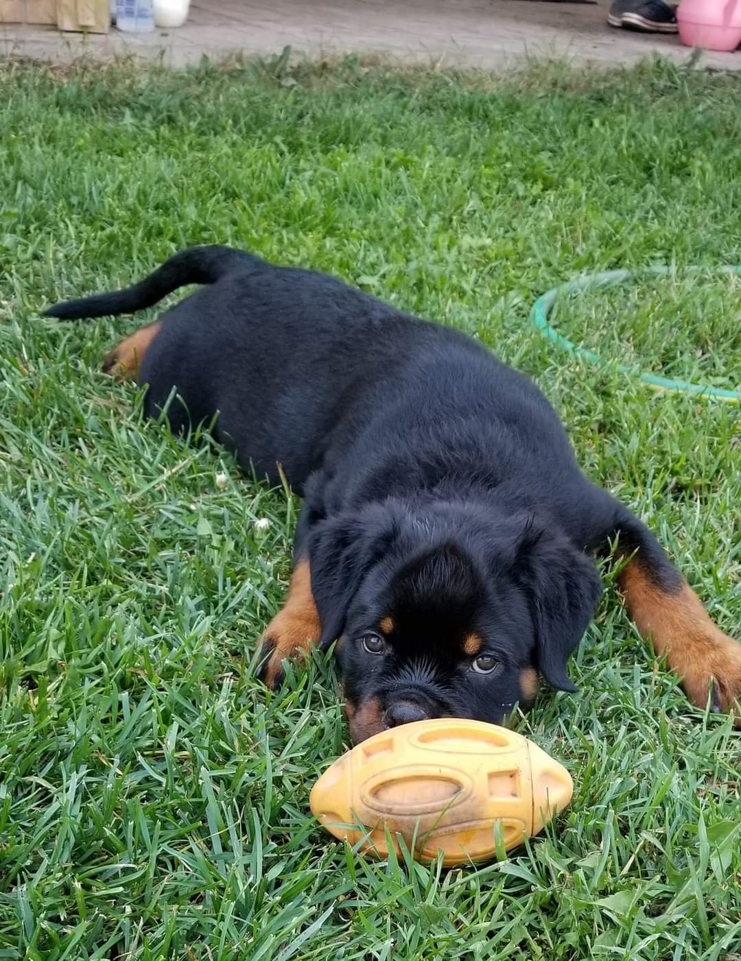 German Purebred Rottweiler