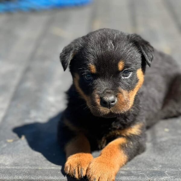 German Purebred Rottweiler