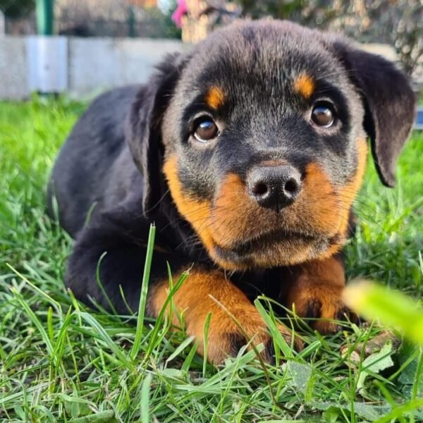 German Purebred Rottweiler