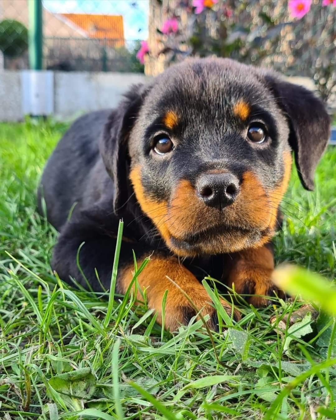 German Purebred Rottweiler