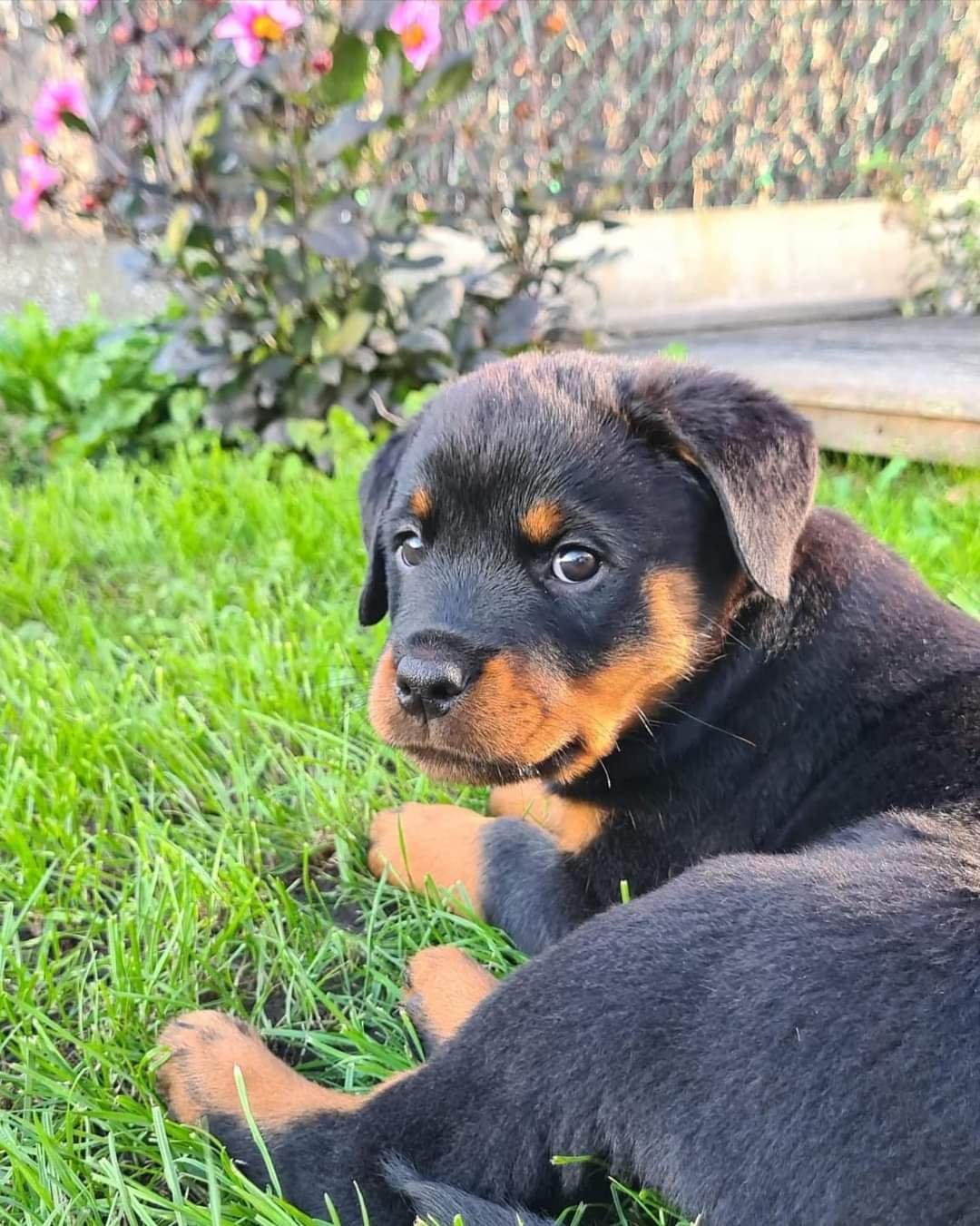 German Purebred Rottweiler