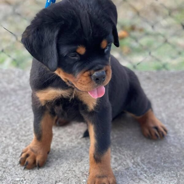 Rottweiler Puppies