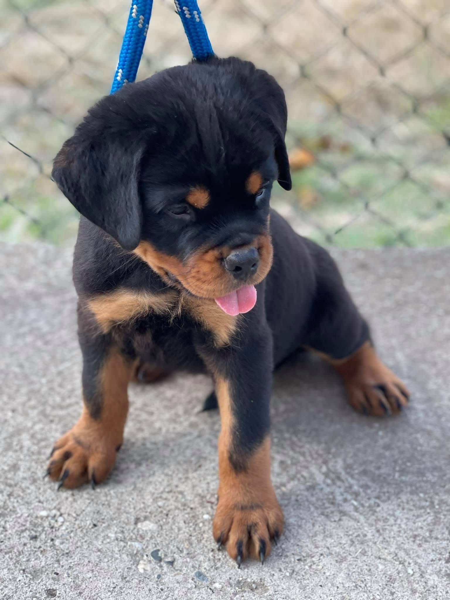 Rottweiler Puppies