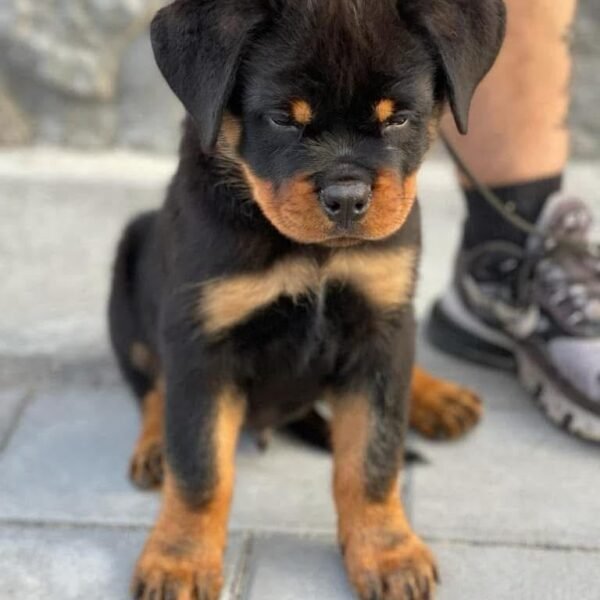 Rottweiler Puppies