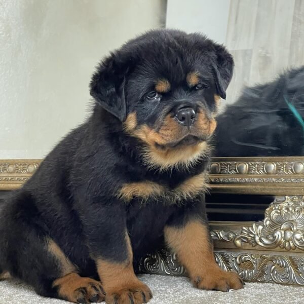 Rottweiler Puppies