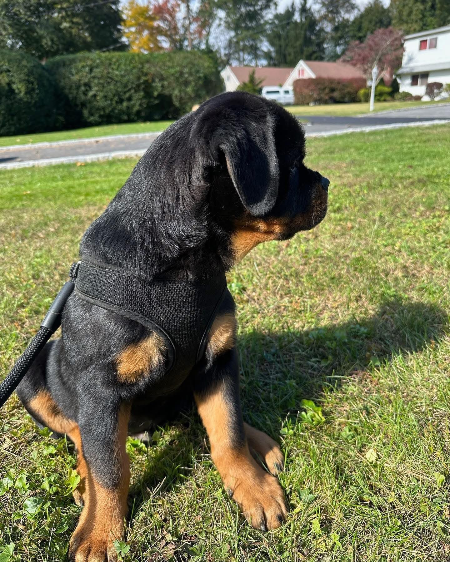 Rottweiler Puppies