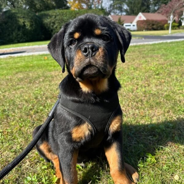 Rottweiler Puppies