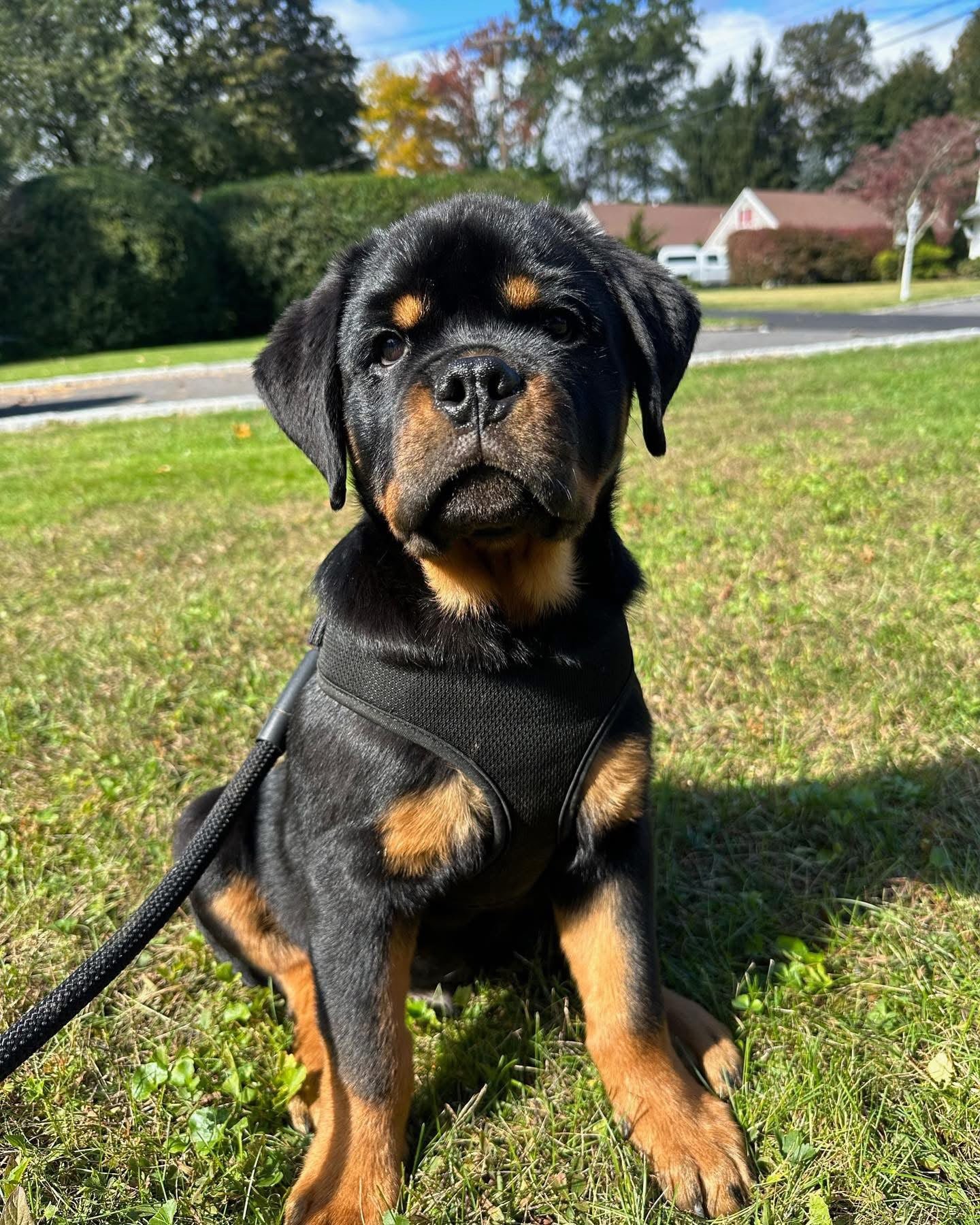 Rottweiler Puppies