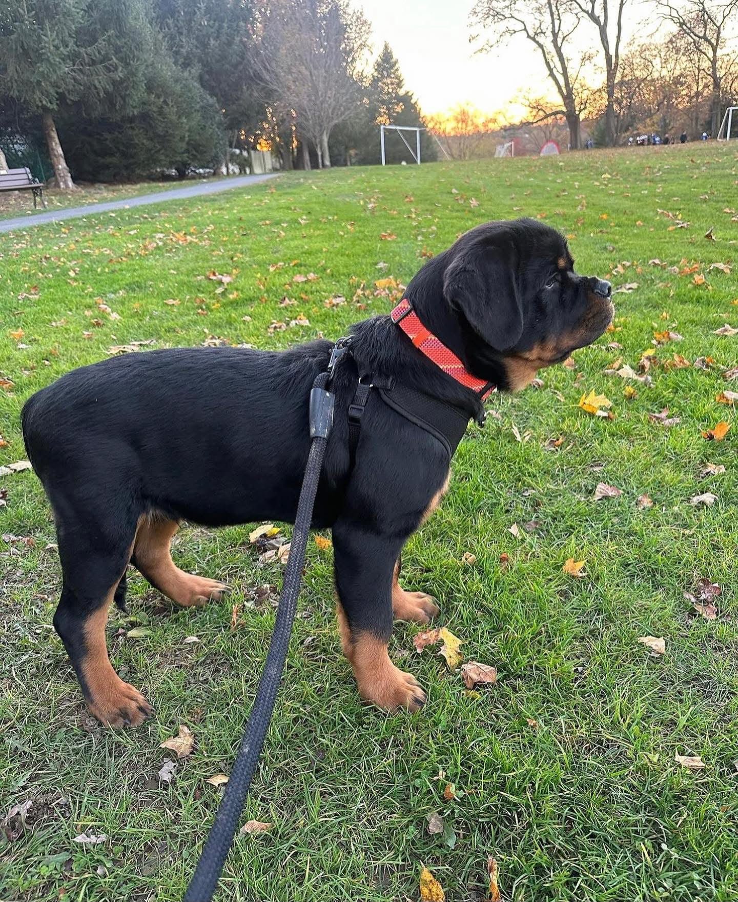Rottweiler Puppies