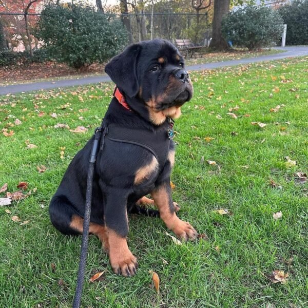 Rottweiler Puppies