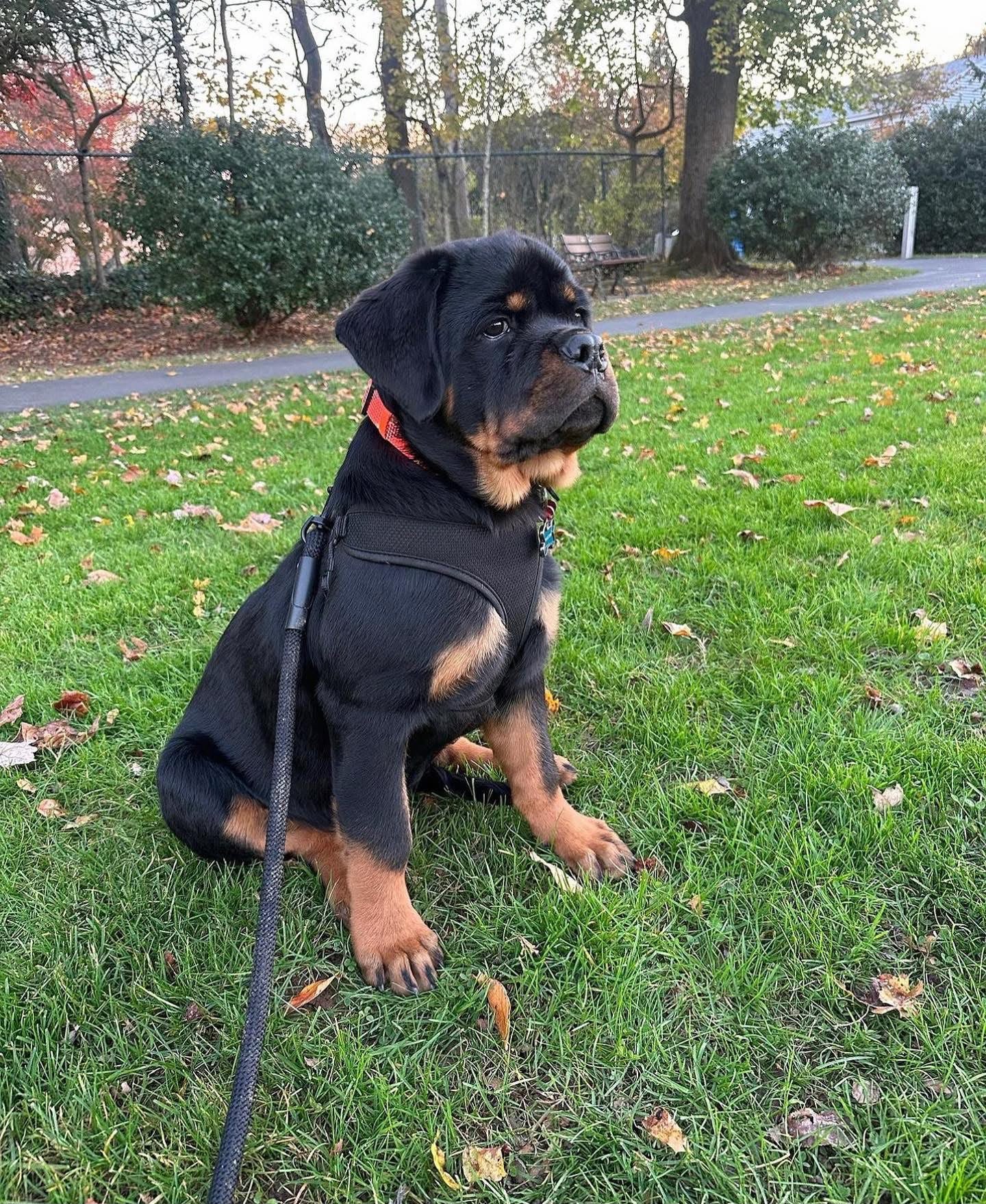 Rottweiler Puppies