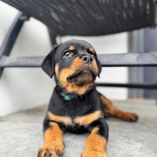 Diesel