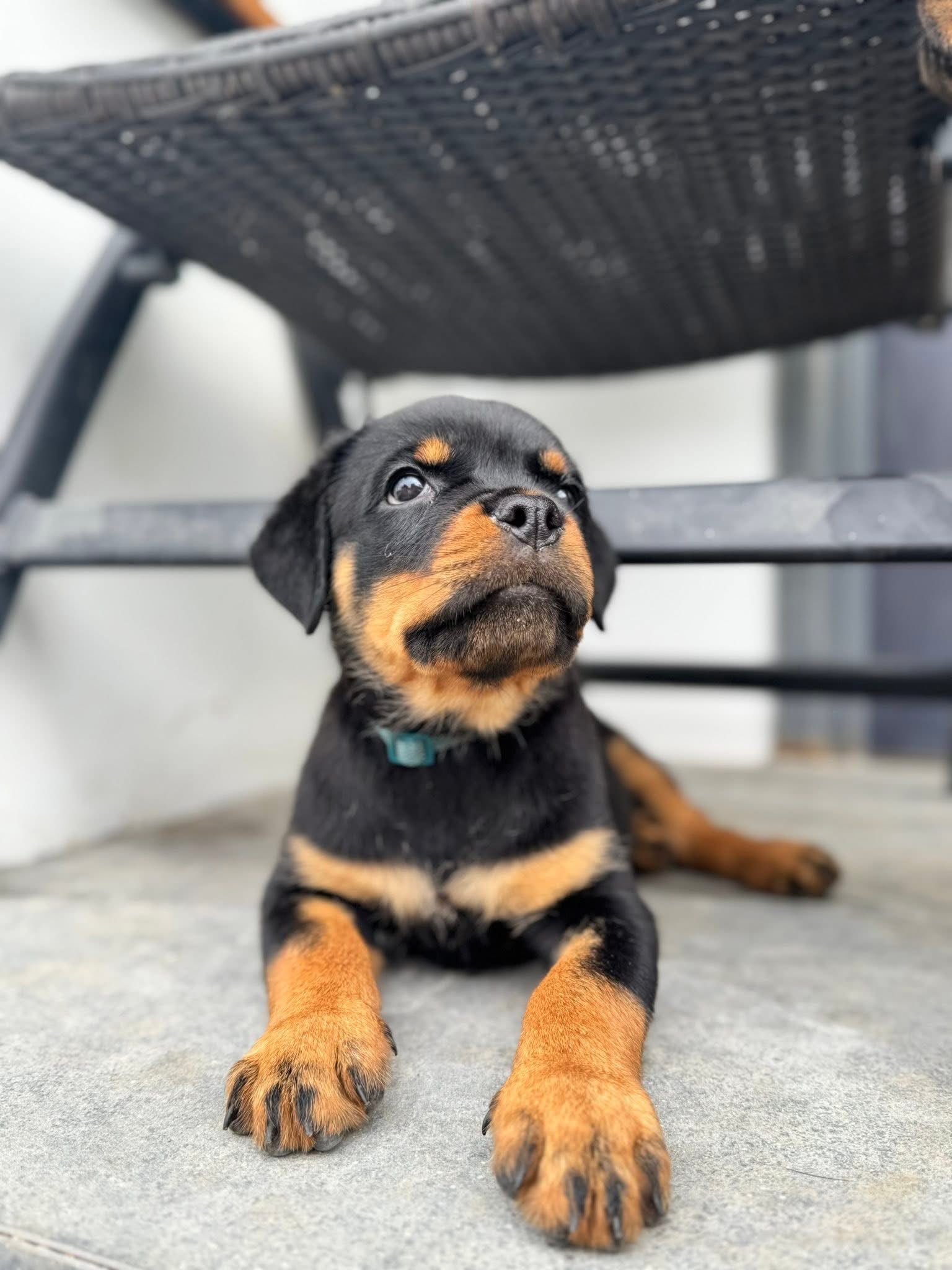 Diesel