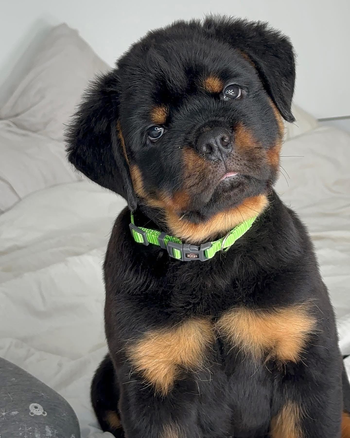 Bear - Image 2