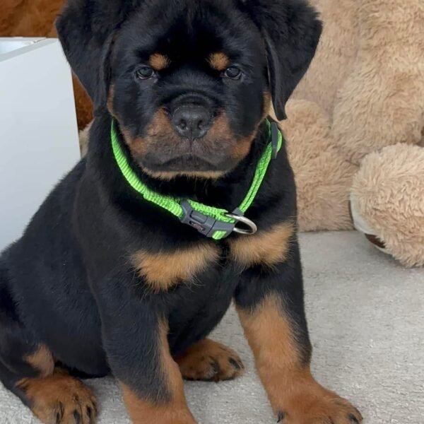 Bear