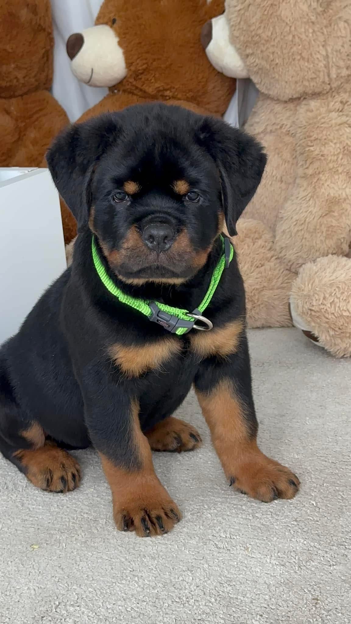 Bear