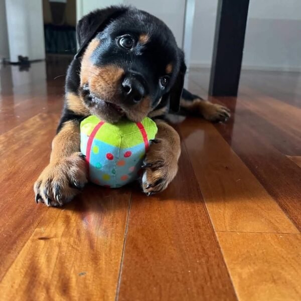 Rex