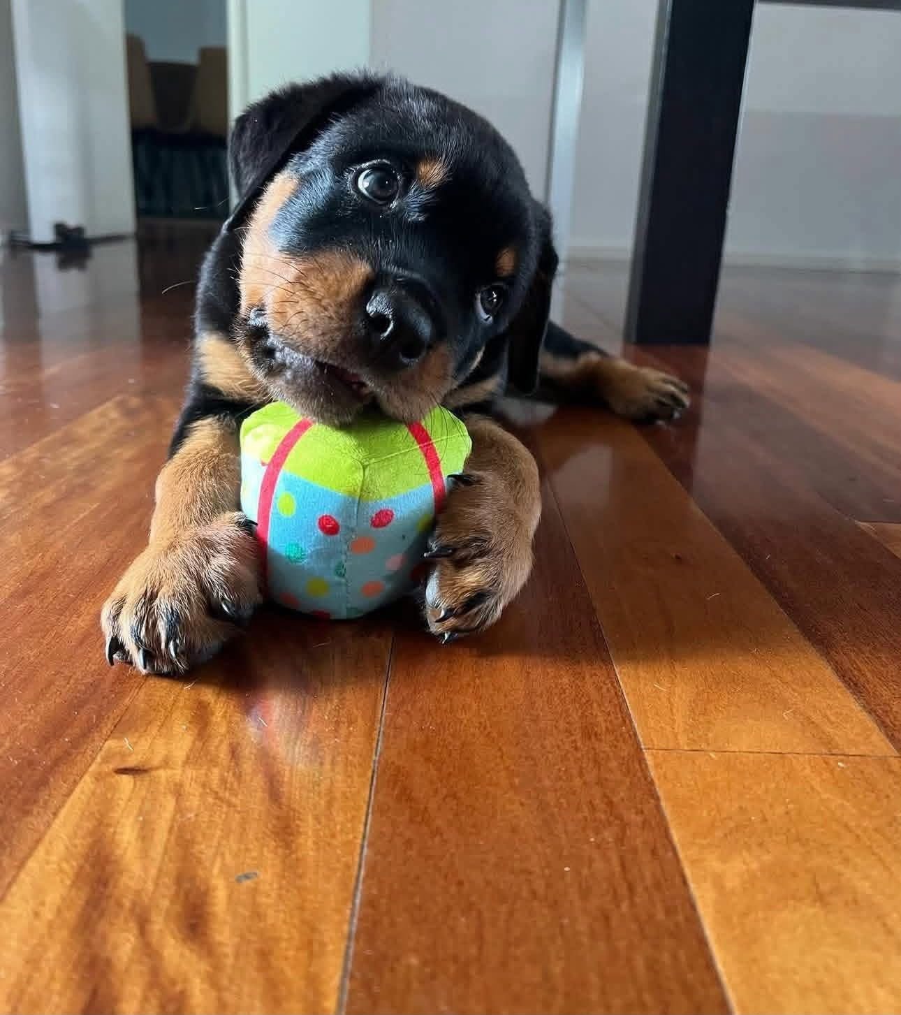 Rex